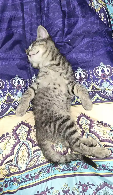 A small tabby kitten is lying on its back on a colorful patterned blanket, appearing to be sleeping with its eyes closed and…