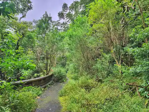 A narrow, overgrown dirt path winds through dense, lush green jungle foliage under an overcast sky, flanked by wild…