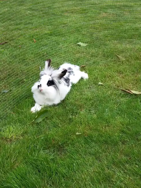 A fluffy black-and-white rabbit with long fur and upright ears is lying on its stomach in a grassy area, looking upward with…
