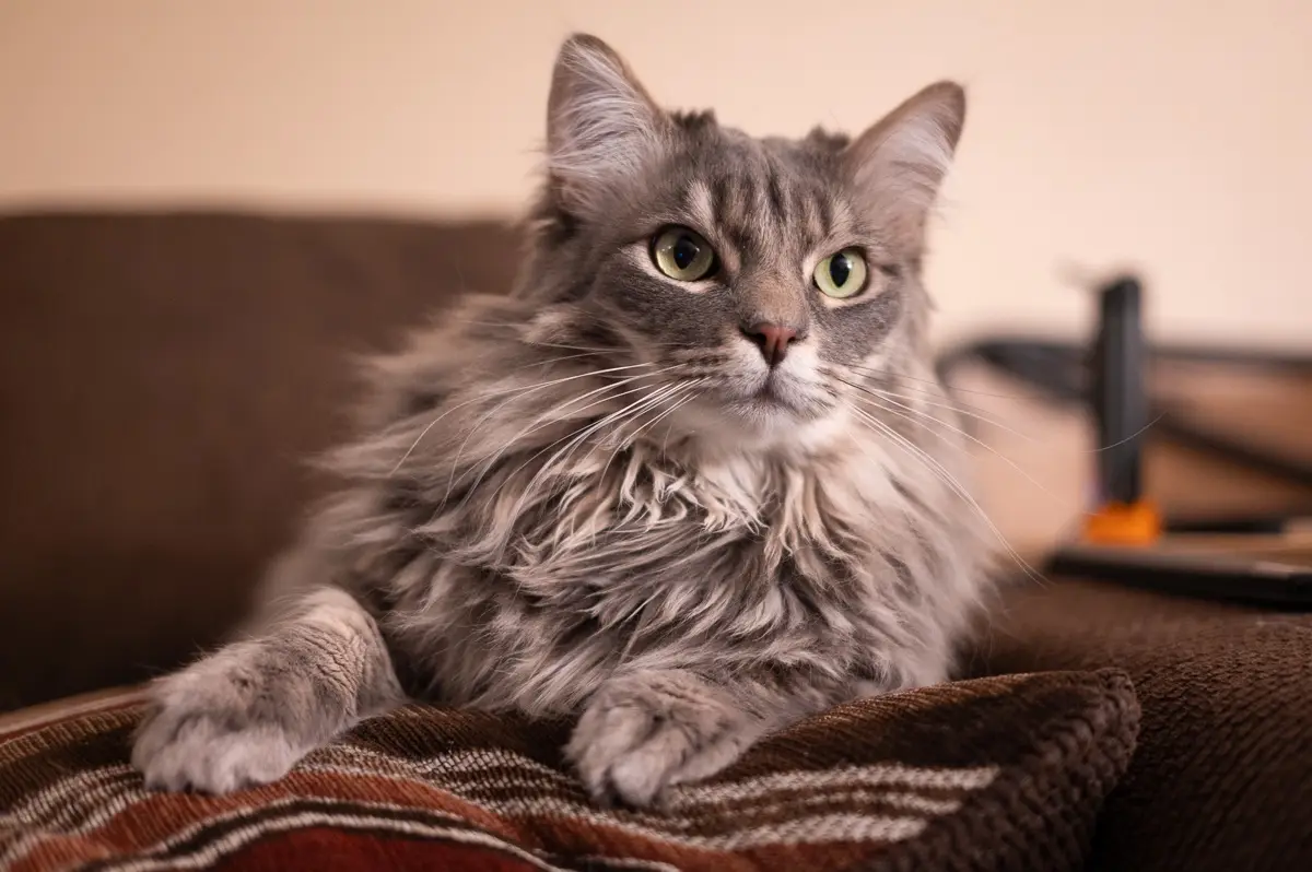 A fluffy gray cat with green eyes sits on a brown and red striped blanket, looking directly at the camera with a calm…