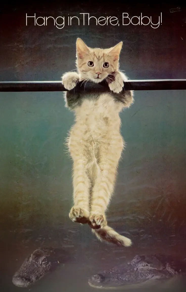 A small orange tabby kitten is hanging by its front paws from a horizontal bar, looking directly at the viewer with wide…