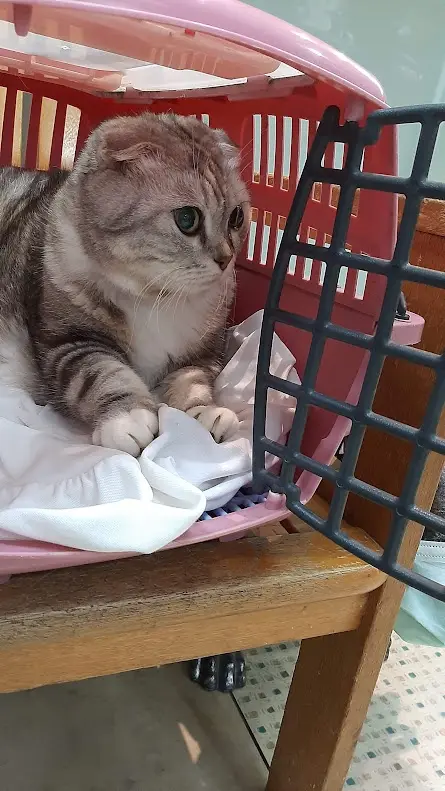Just Another Adorable Cat