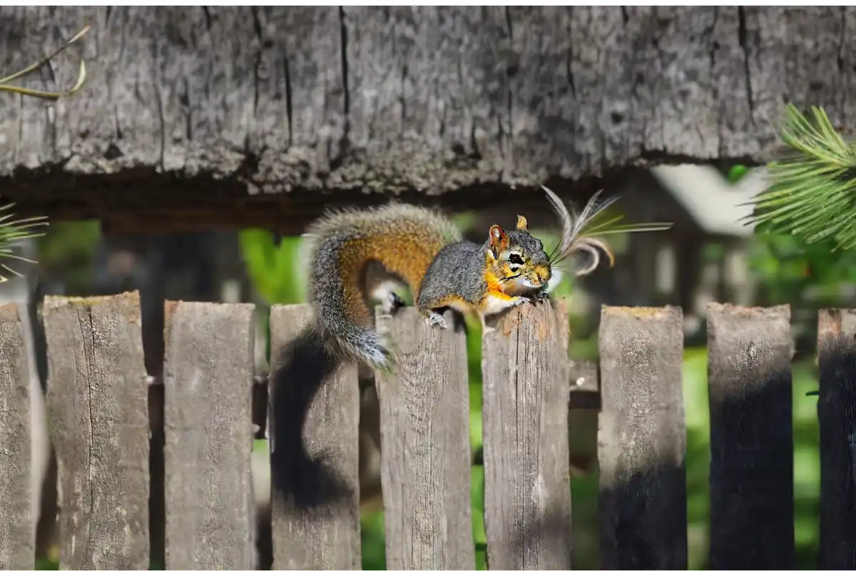a squirrel with a feather stuck in its mouth is perched on a wooden fence, looking startled. The image has text overlaid…