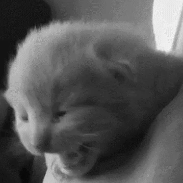 A six-panel black-and-white sequence shows a fluffy kitten being held, transitioning from a neutral expression to visibly…