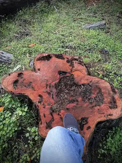 A person wearing blue jeans and a dark Adidas slide sandal stands on a freshly cut tree stump with reddish wood grain and…