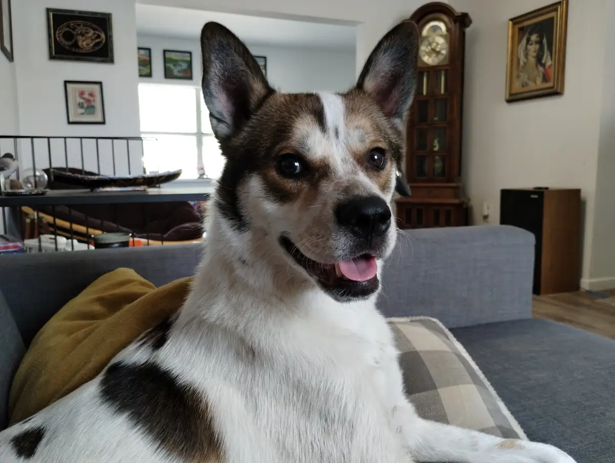 A brown, white, and black dog with perky ears and a happy expression sits on a gray couch, looking directly at the camera…