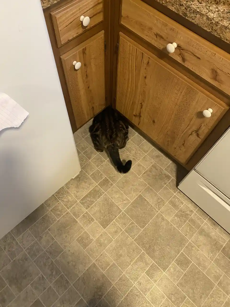 She's a Ruthless Hunter: If It Moves, It Meets Its End.