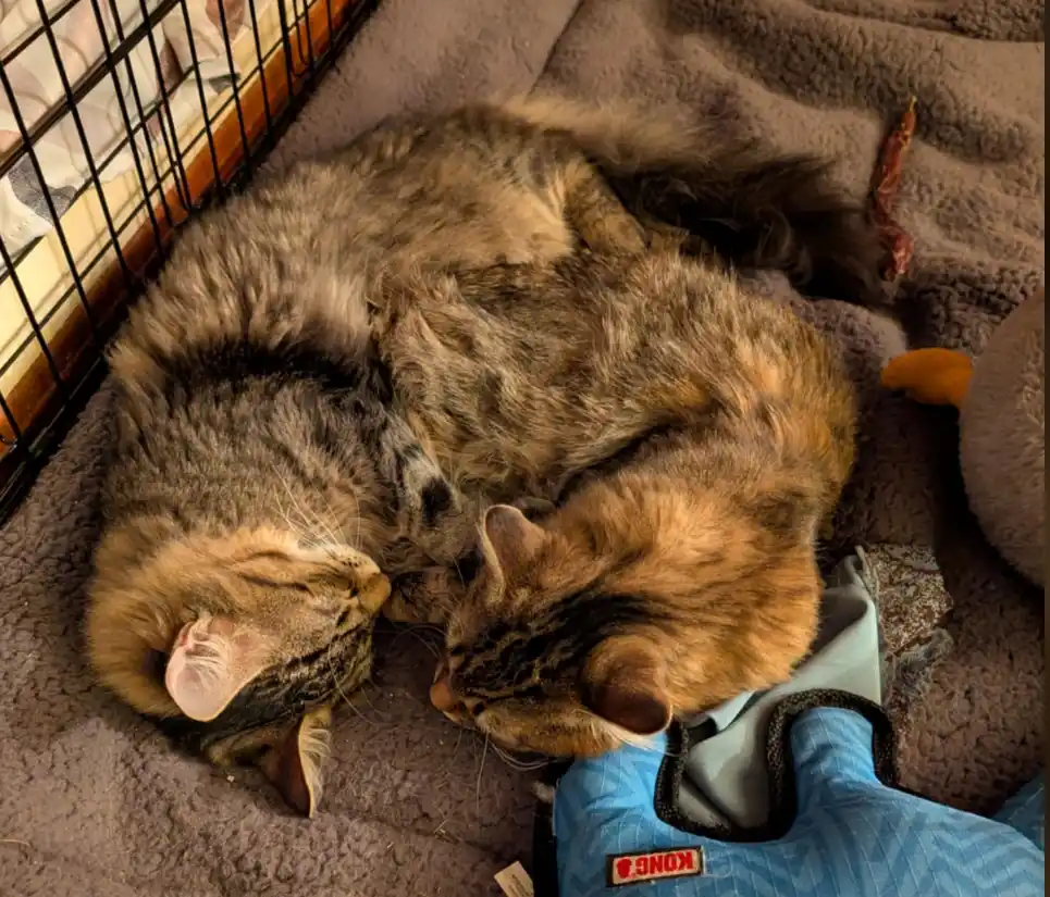 Two tabby cats are curled up together in a cozy, fluffy gray bed next to a black wire crate and a blue Kong toy. The cats…