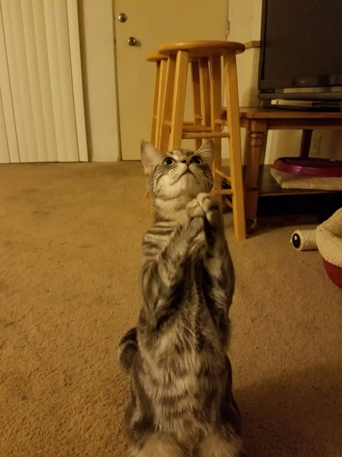 A tabby cat stands upright on its hind legs on a carpeted floor, front paws raised as if pleading, looking upward with wide…
