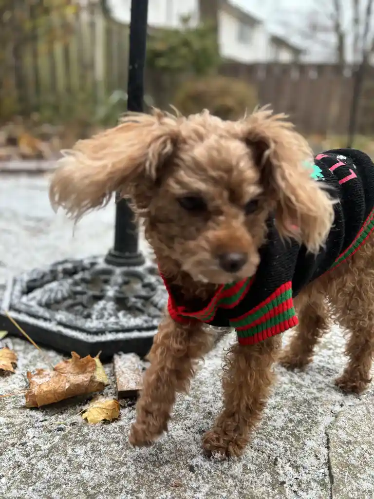 A small, fluffy brown dog wearing a black sweater with red and green stripes stands on a snowy sidewalk. The ground is…