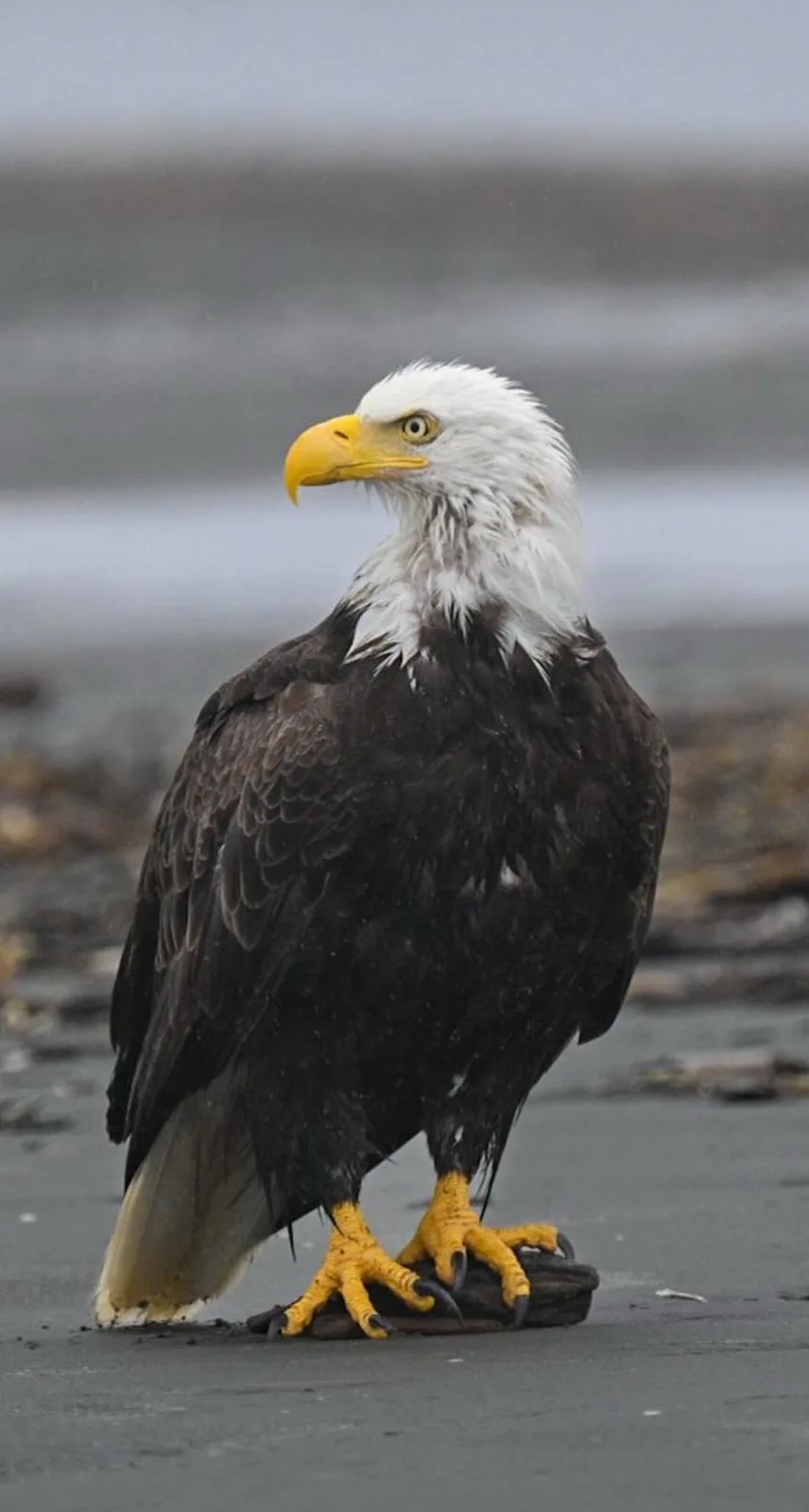A bald eagle stands on a dark, wet surface, likely a beach or shoreline, with a blurred natural background. Its white head…