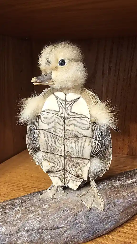A small, fluffy, yellow duckling figurine is shown standing on a branch, but its body is replaced with a realistic turtle…