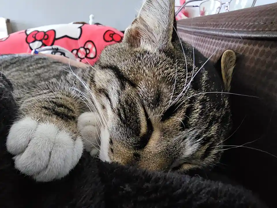 A close-up photo of a tabby cat sleeping soundly on a dark blanket, its eyes closed and one paw tucked near its face. Behind…