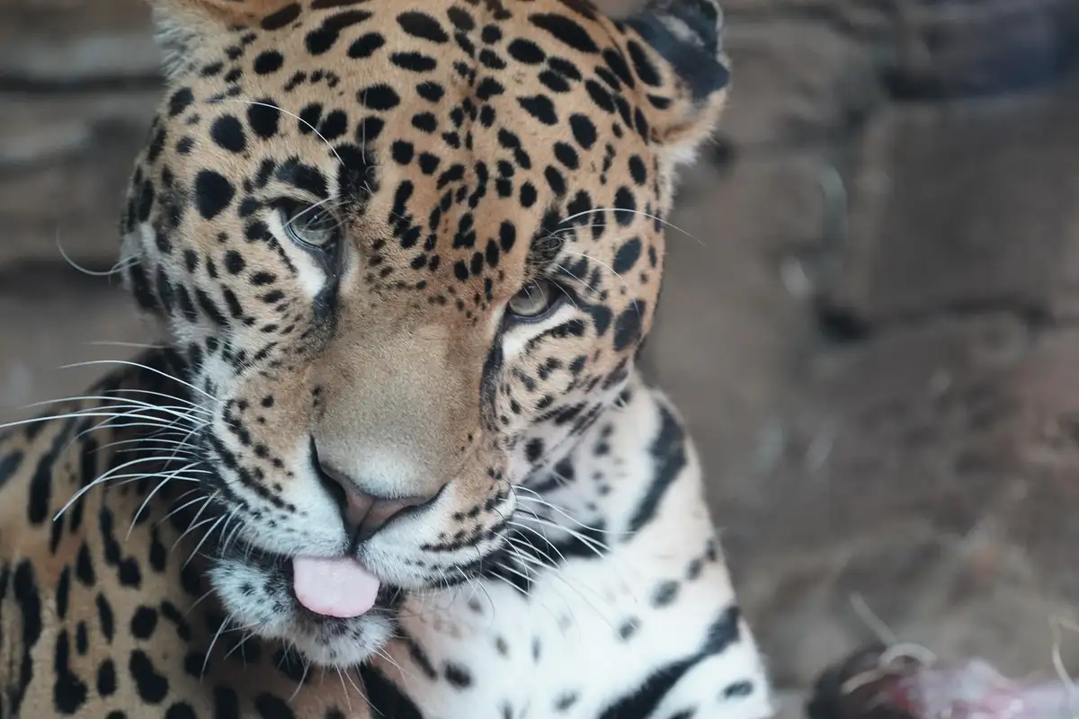 A close-up photograph of a leopard with a calm, slightly bored expression, its pink tongue sticking out slightly. The…