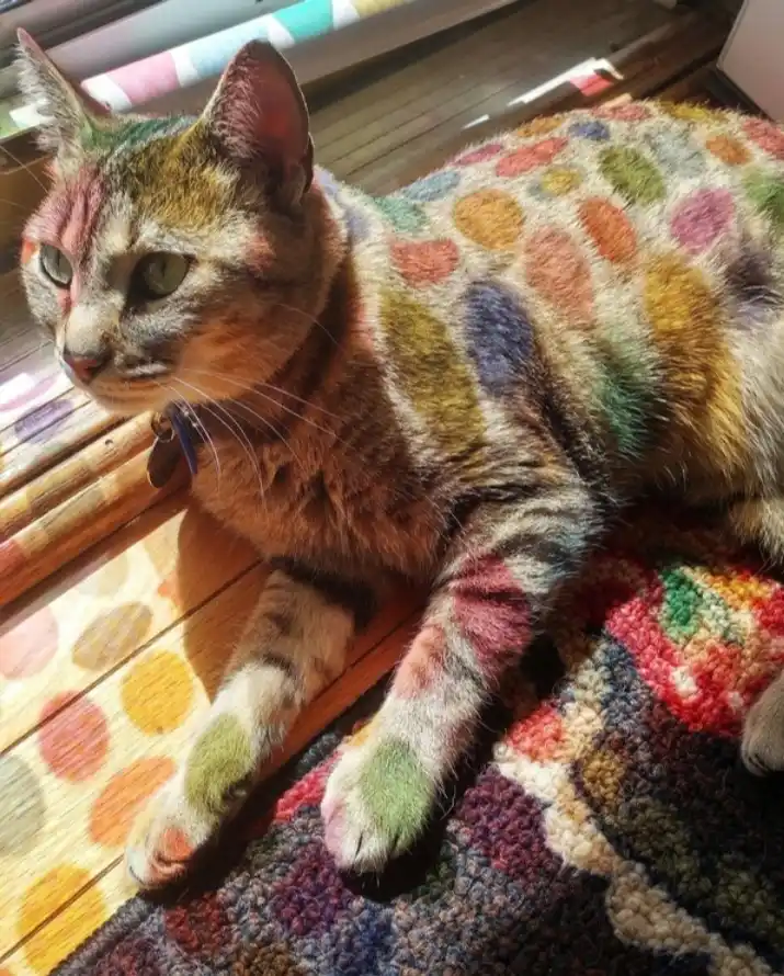 A tabby cat lounging on a colorful rug and wooden floor, its fur covered in multicolored splotches resembling a rainbow…