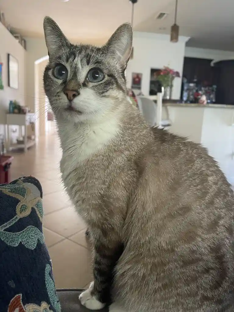 A tabby cat with striking blue eyes sits upright on a couch in a home, looking directly at the camera with an expression of…
