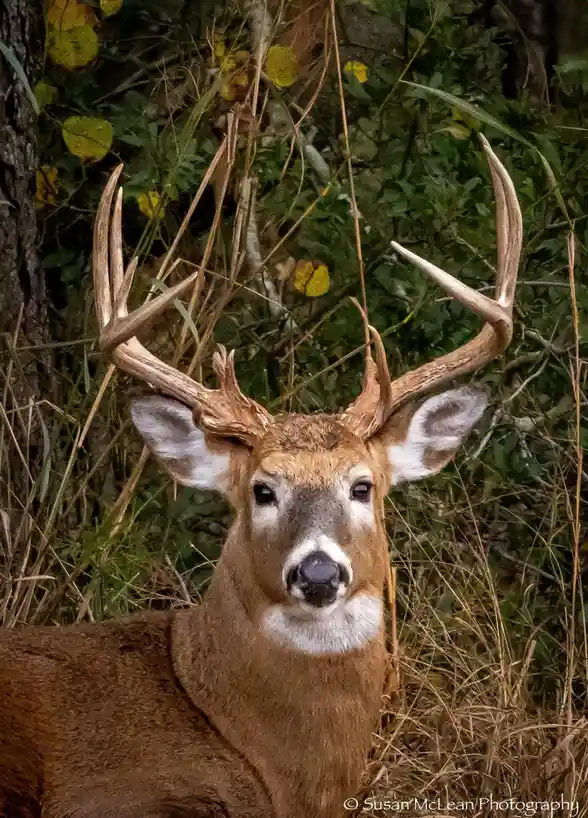 Just a casual Buck!