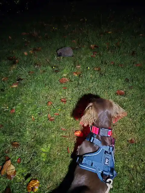 A brown dog wearing a blue harness and red collar stands in a grassy yard at night, illuminated by a flashlight, staring…