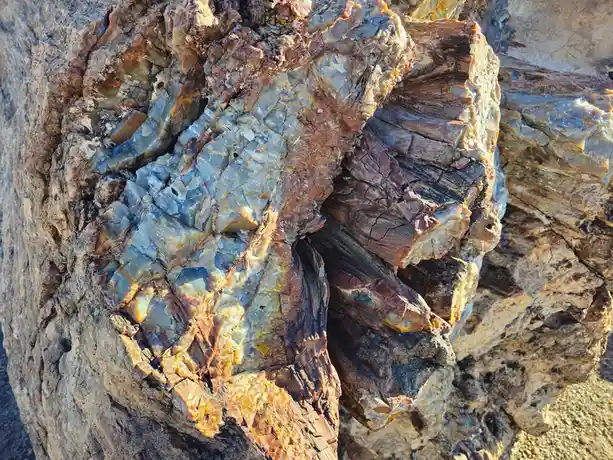 A close-up photo of a large, weathered petrified tree trunk with visible concentric rings and layered, colorful mineral…