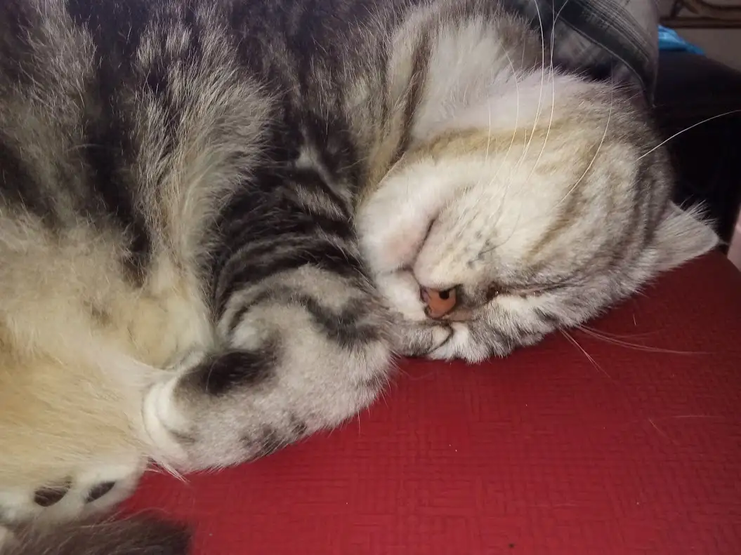 a fluffy tabby cat is curled up and sleeping soundly on a red textured surface, its face nestled into its paws with one…