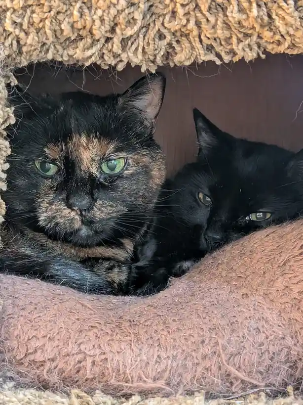 Spaz and Splunk: The Ultimate Box of Cats