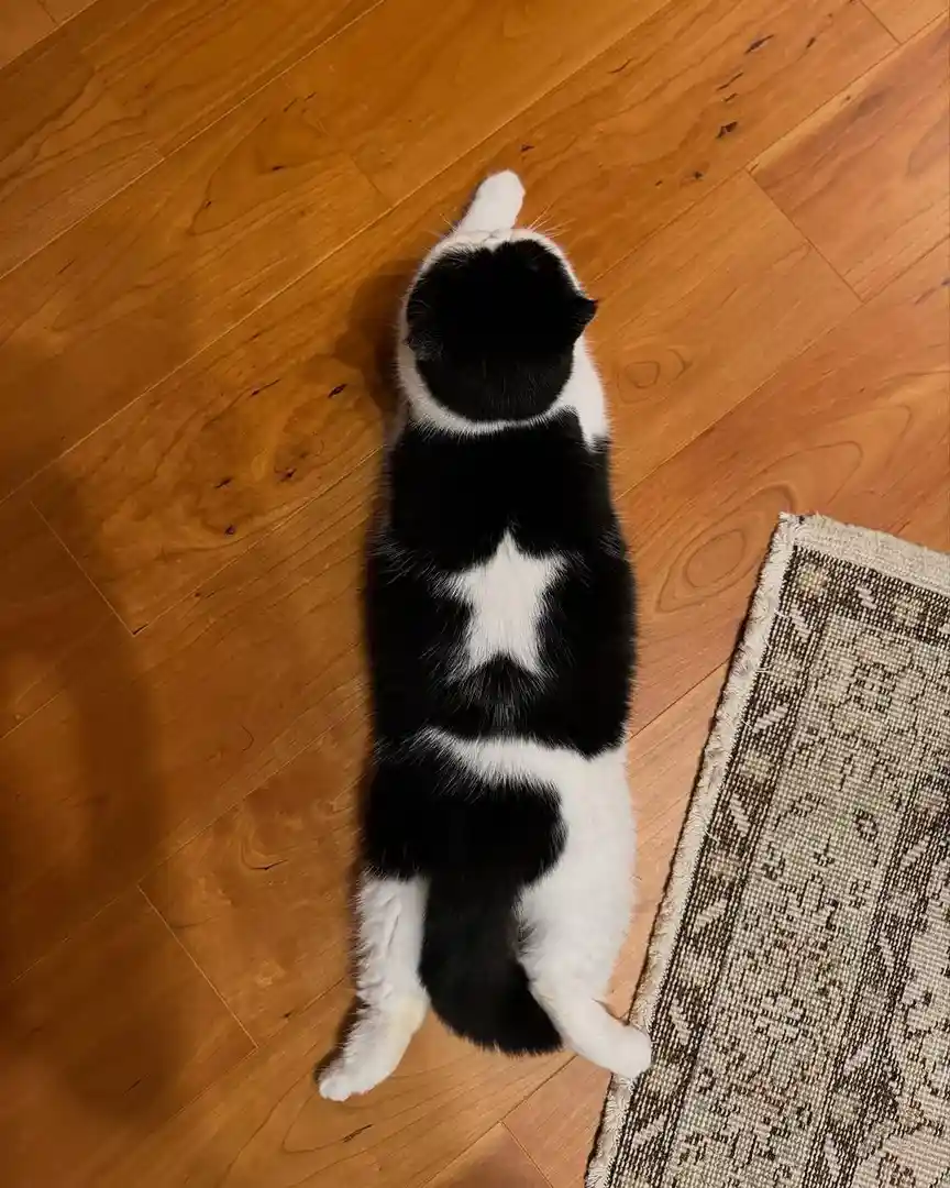 A black and white cat lies stretched out on its back on a wooden floor, its belly exposed and paws in the air, with a…
