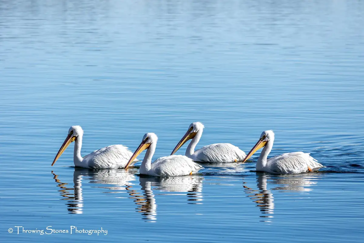 Four white pelicans with long yellow-orange beaks are swimming in calm blue water, their reflections visible below. The…