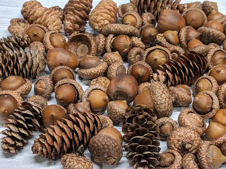 A close-up photo shows a large pile of brown pinecones and acorns scattered on a light-colored surface. The image is…