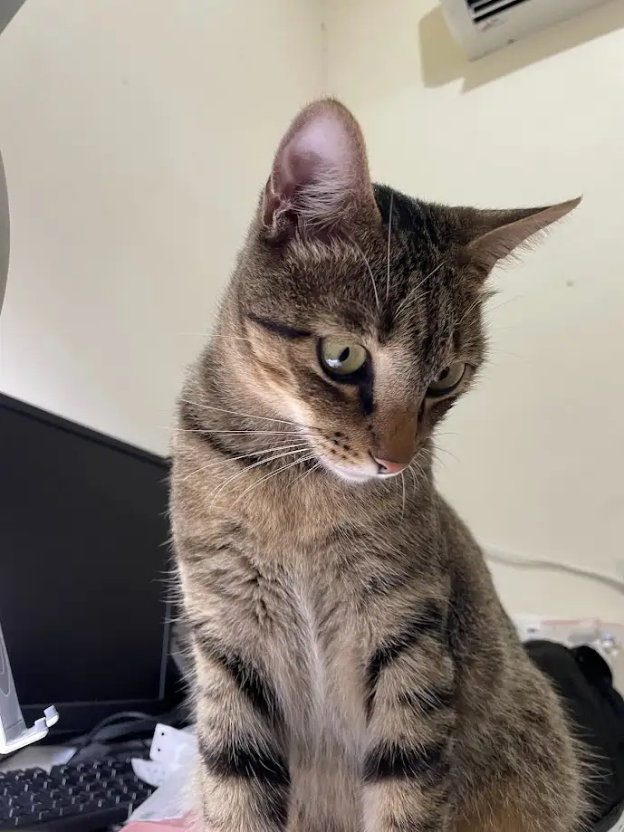 A tabby cat with green eyes sits upright on a desk next to a computer monitor and keyboard, looking directly at the camera…