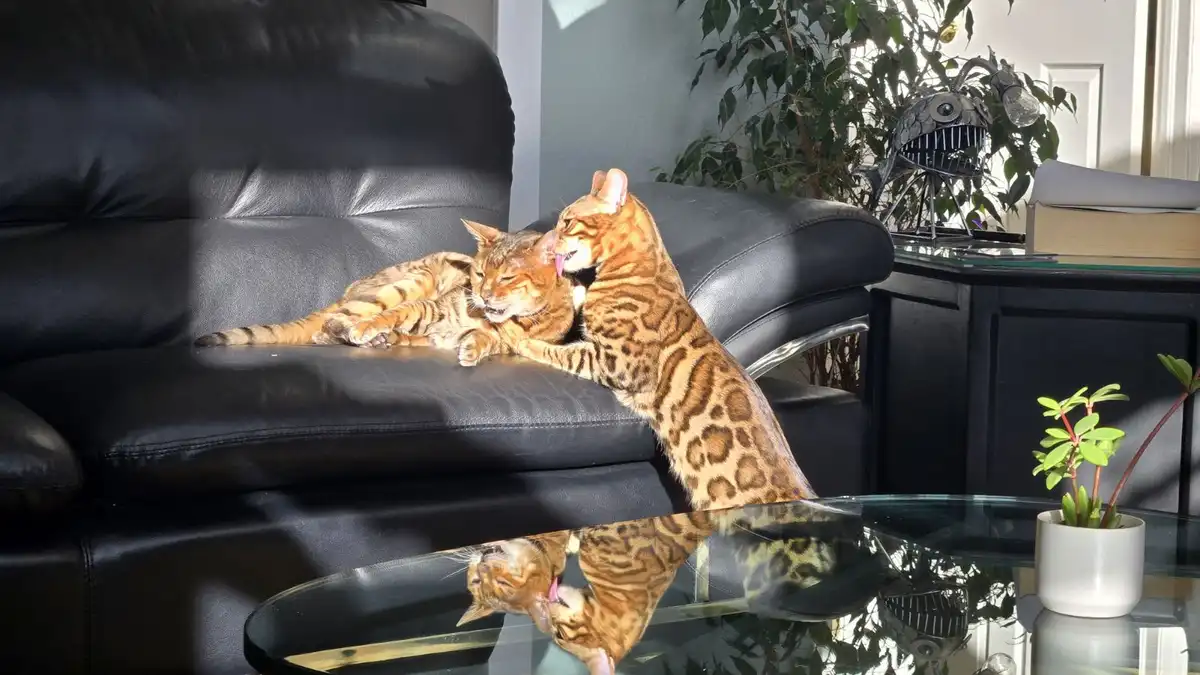 Two Bengal cats are on a black leather couch; one is lying down while the other stands and licks its ear. Their reflection…