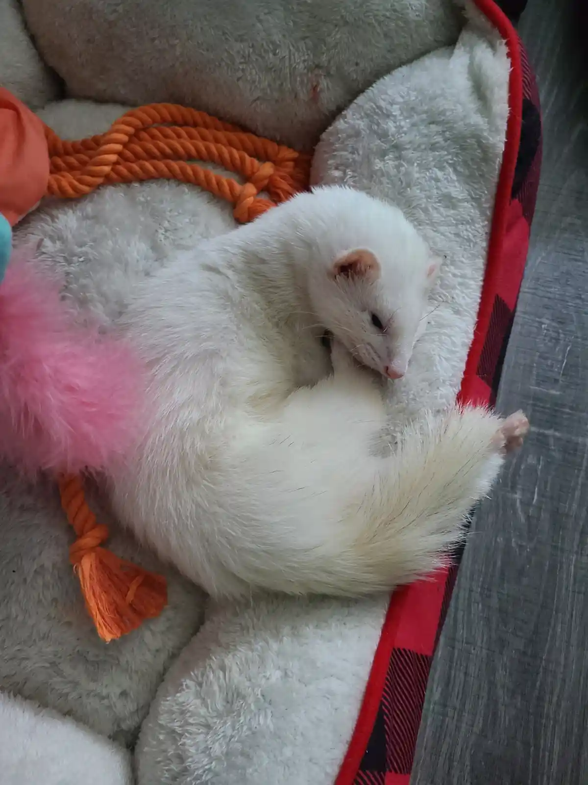 A white ferret is curled up and sleeping soundly inside a soft, grey pet bed with a red and black plaid border. Next to it…