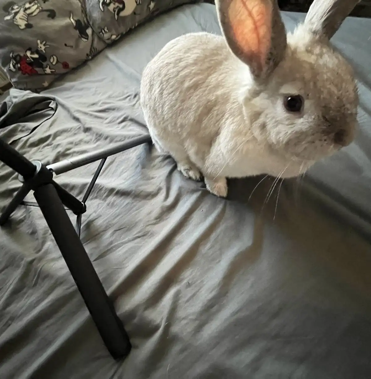 A fluffy white rabbit sits on a grey bedsheet next to the legs of a black tripod, looking up with wide eyes. The overlaid…