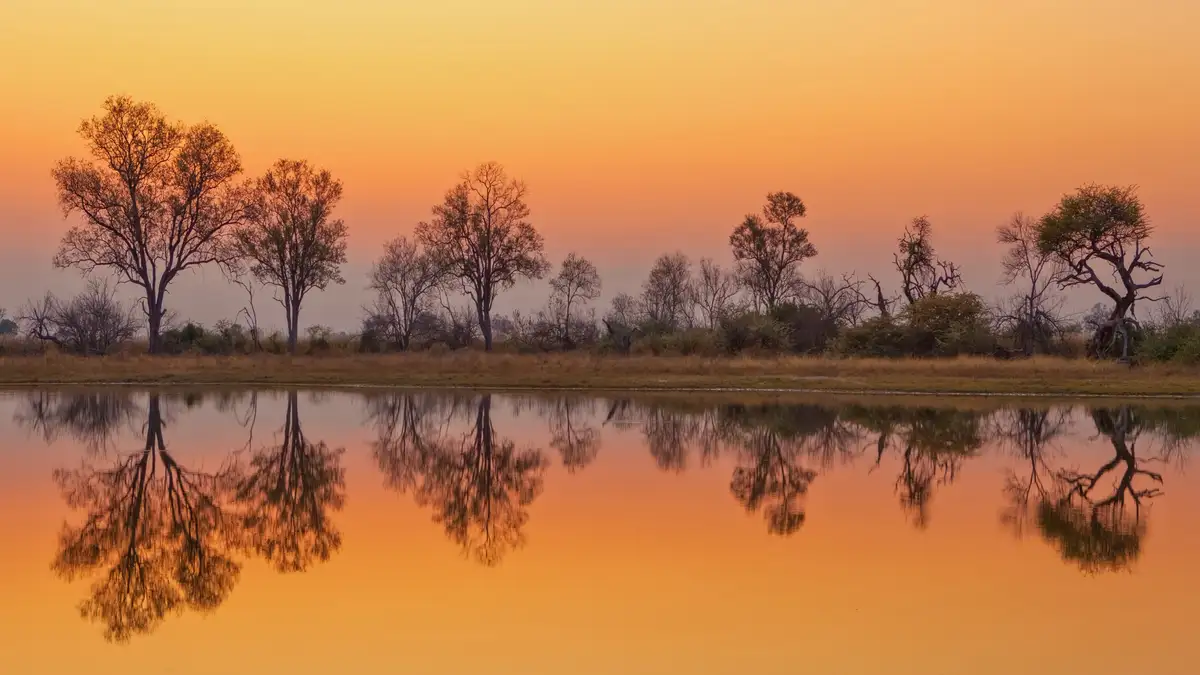 The Moremi Reserve, a 1,900-square-mile protected area in Botswana, may be relatively small compared to other African…
