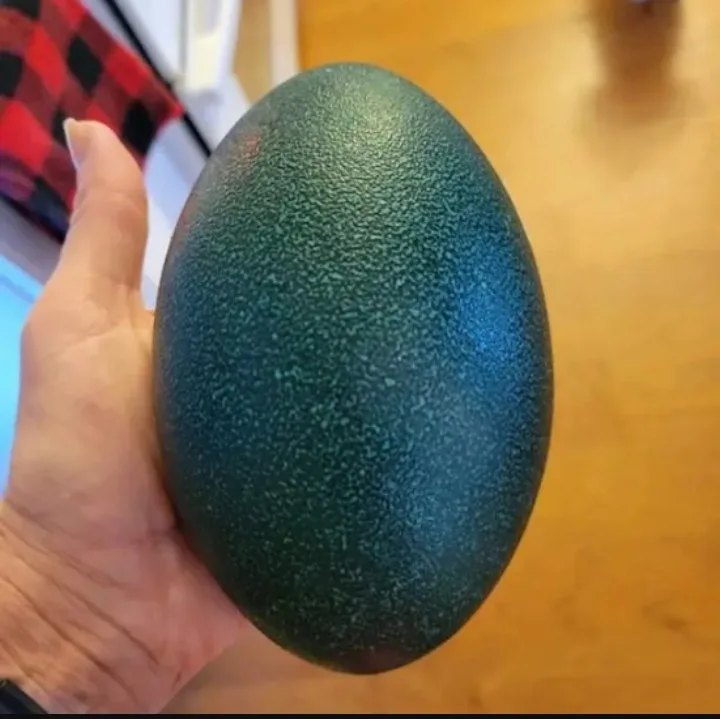 a hand holds a very large, dark green, speckled egg-like object against a wooden surface and red plaid fabric. The overlaid…