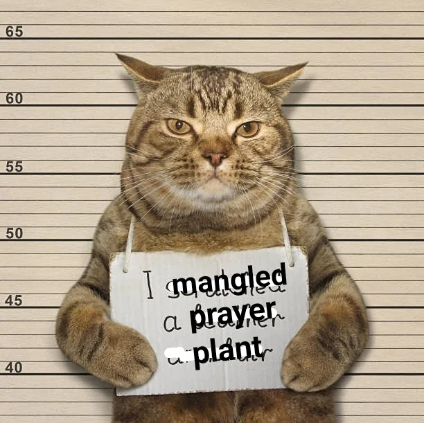 A tabby cat is photographed in a mugshot-style pose against a height chart background, holding a handwritten sign that reads…