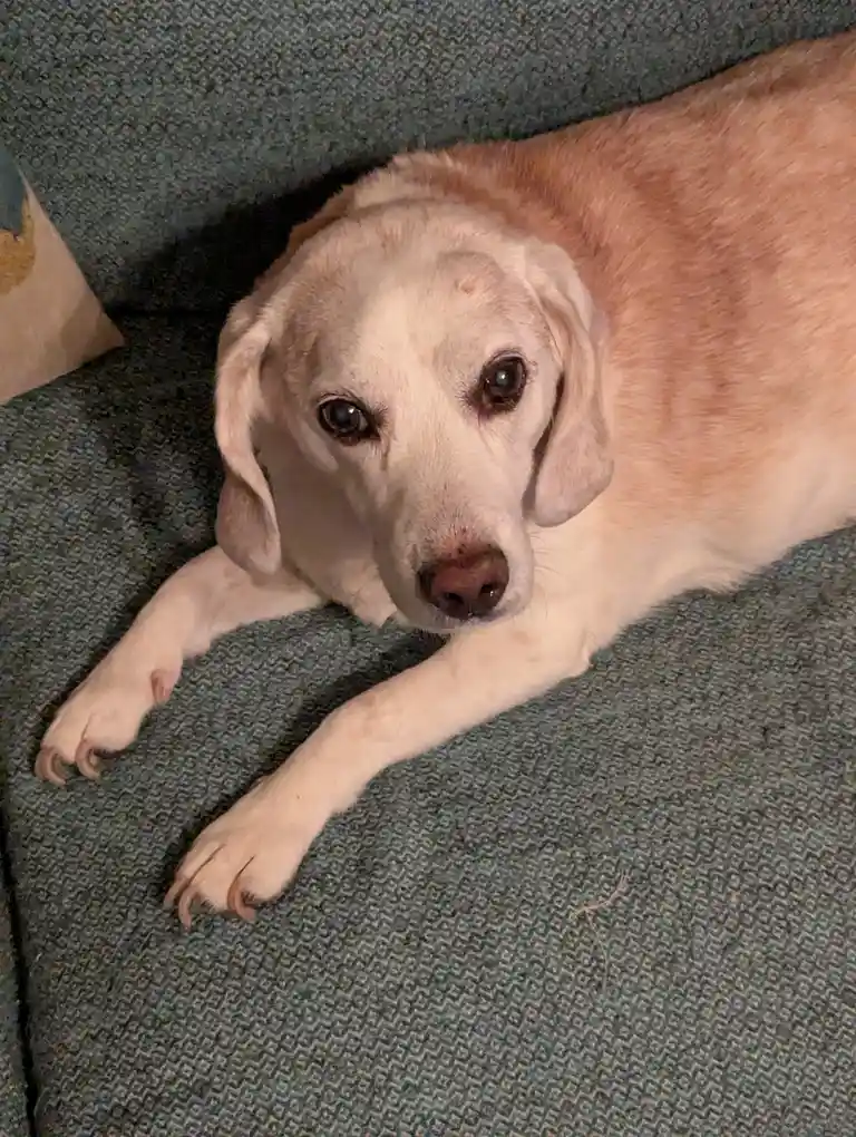 A light-colored dog with a slightly tired or melancholic expression lies on a textured green couch, looking directly at the…