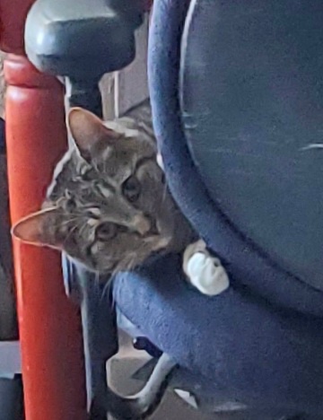 A tabby cat with wide, alert eyes peers out from behind the back of a blue office chair, one paw resting on the chair's…