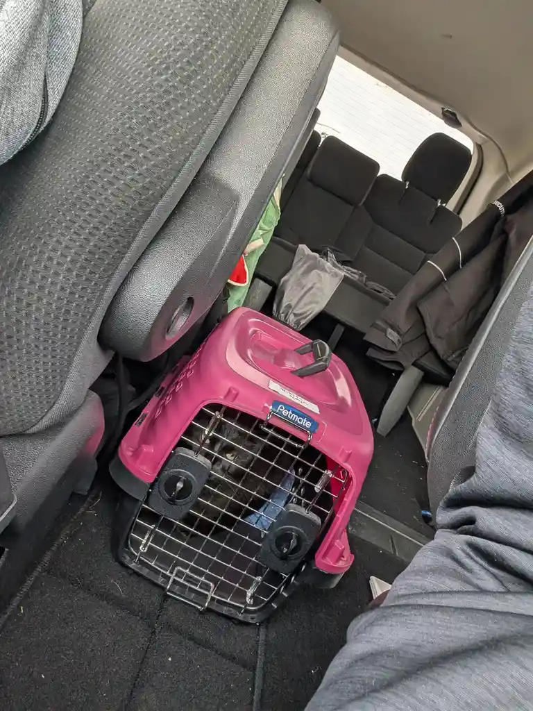 A black cat with yellow eyes peers out from a bright pink Petmate pet carrier placed on the floor of a car's backseat. The…
