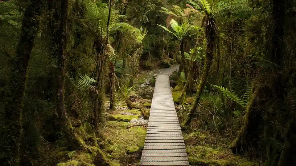 On New Zealand's West Coast, a scenic trail loops around Lake Matheson, amidst a dense temperate rainforest canopy formed by…