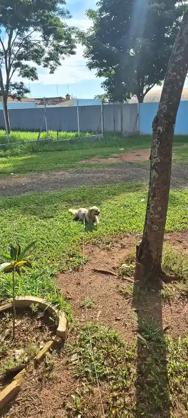A small, light-colored dog is walking on a leash across a grassy yard with dirt patches, near a tree trunk in the…