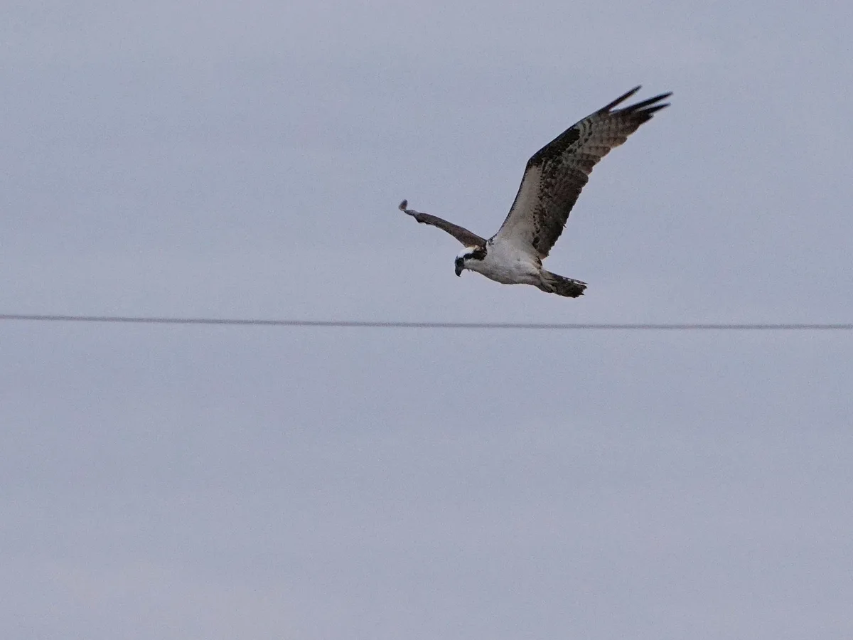 An Osprey soaring gracefully over Rio Salado.