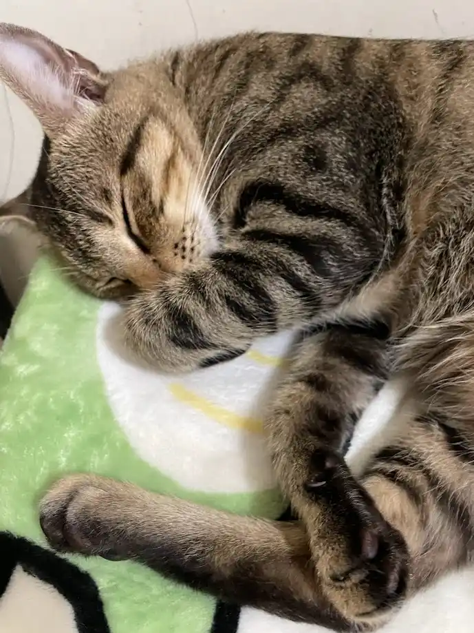 Just a Cat Being a Cat