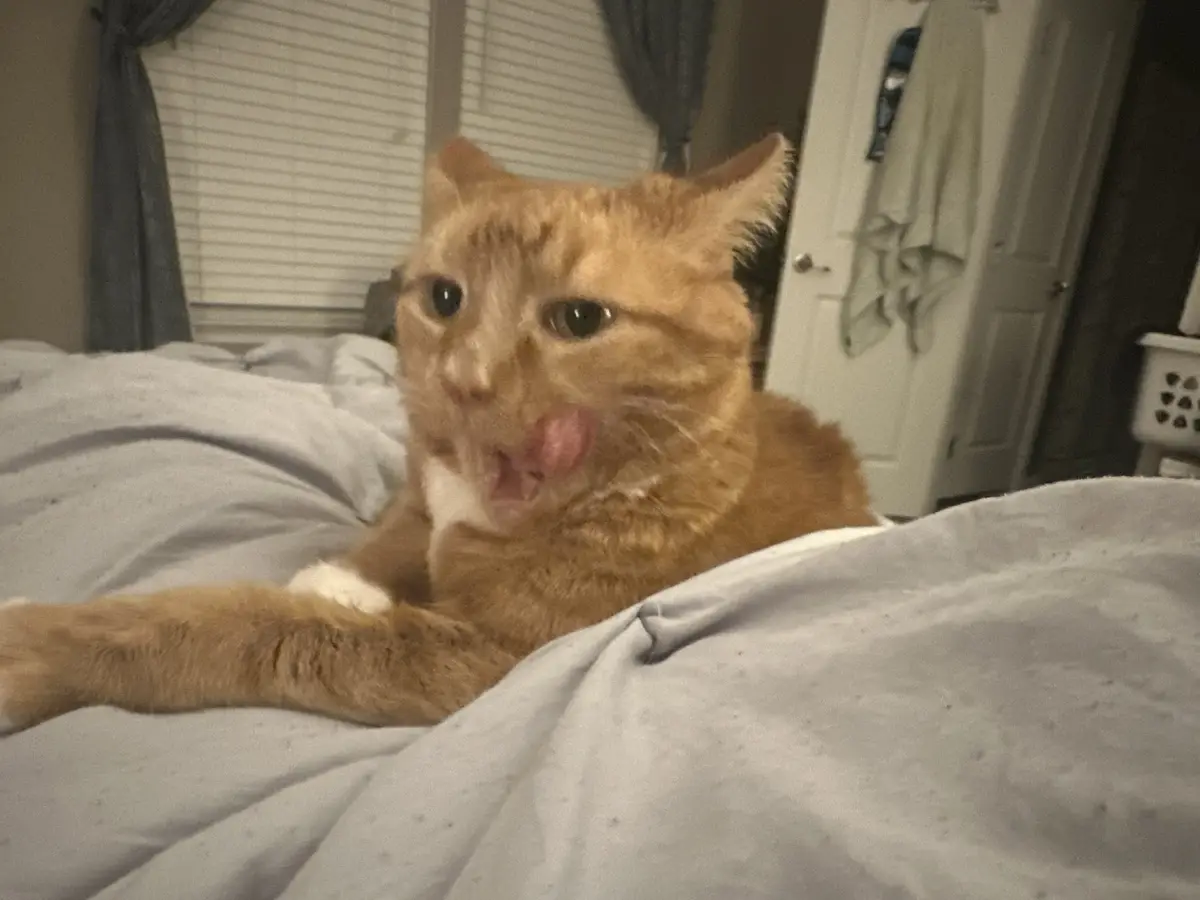 An orange tabby cat with white paws is lying on a rumpled gray bedspread, mid-lick with its pink tongue extended toward its…