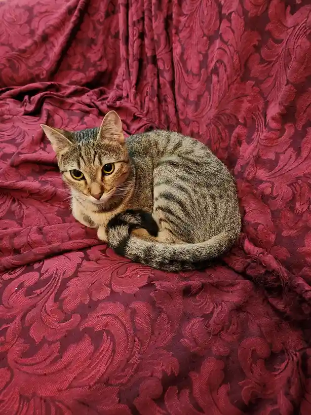 A tabby cat with yellow eyes is curled up on a rich red fabric with an ornate floral pattern, looking directly at the camera…