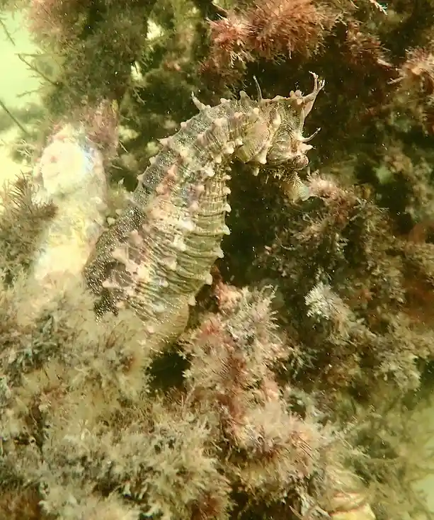A seahorse is camouflaged among coral and seaweed underwater, with text overlaid that reads 'i'm not a seahorse, i'm a…