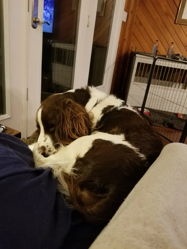 The Adorable Lap Dog Life