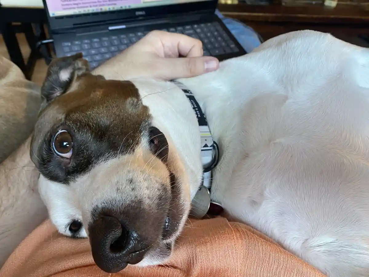 A close-up photo of a brown and white dog lying on its owner's lap, looking directly at the camera with one large…