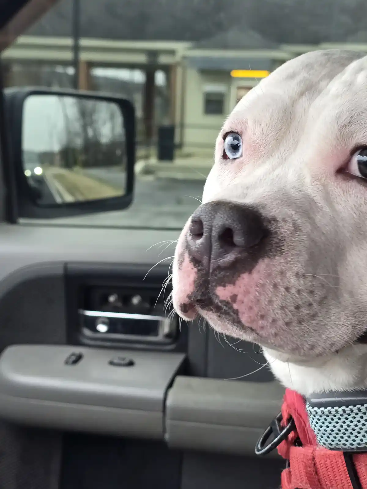 A close-up photo of a light-colored dog with one blue eye and one brown eye, sitting in a car and looking out the window…