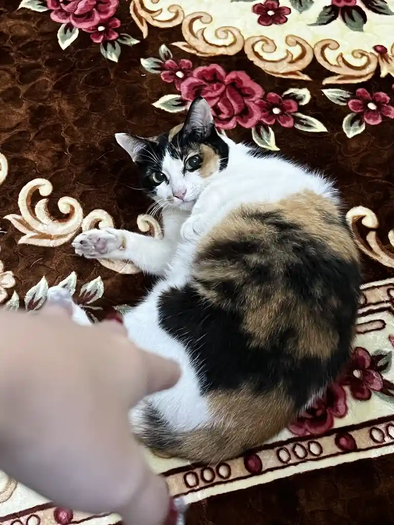 A calico cat with black, white, and orange fur lies on its back on a brown floral rug, one paw raised, looking directly at…