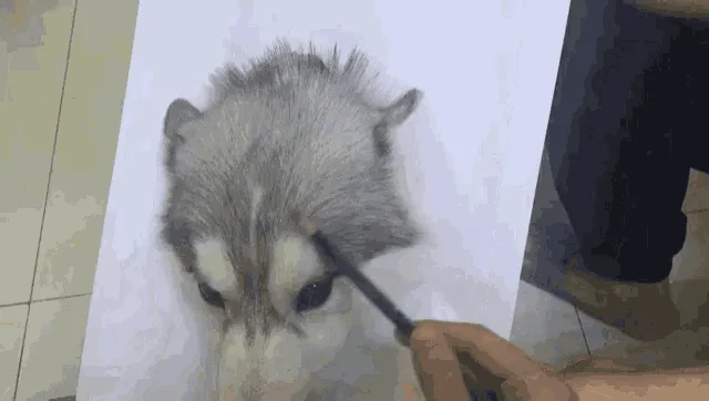 A sequence of six panels shows a person drawing a realistic husky dog on paper, with the dog's head visible in the…